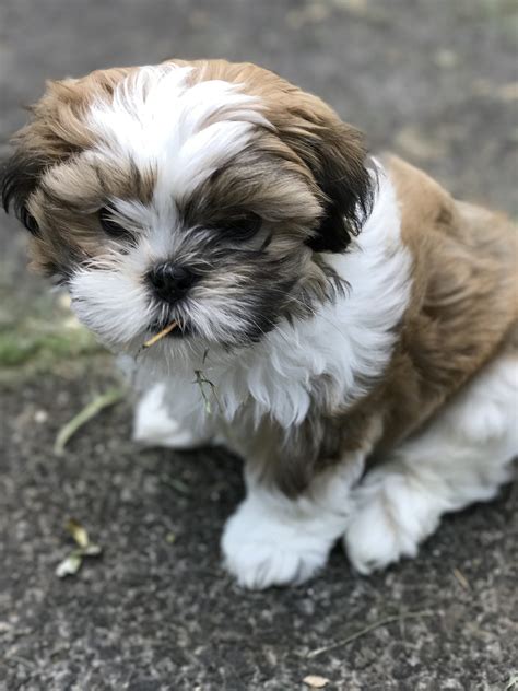 Maltese Shih Tzu are toy or miniature dogs already and doing so usually makes the F1B puppies in the resultant litter even smaller; these Teacup Malshi puppies are at greater risk of health problems. For the most part, the Maltese Shih Tzu is basically one size that, when mature, falls between 5 and 15 pounds. 